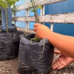 REFORESTEMOS NUESTRA ESCUELA: ABASOLO